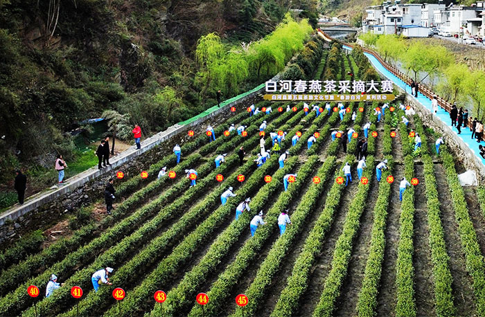 歌风茶叶现代农业园区 