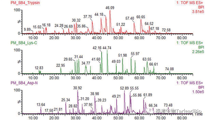 图2 抗体的肽图