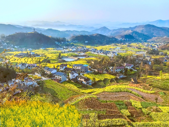 凤堰古梯田油菜花海 