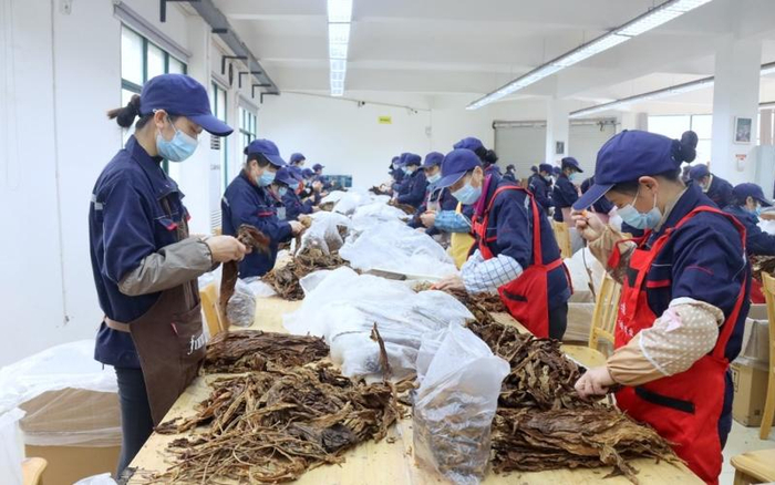 ▲资料图。2023年2月16日，在位于三峡坝区的夷陵区太平溪镇许家冲村，村民正在进行雪茄烟叶预处理。图/IC photo