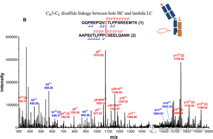 图4 用LC MS/MS方法确认抗体的铰链区（A）及重链-轻链链间（B）二硫键