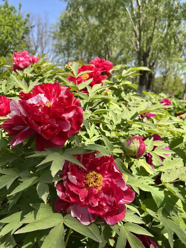 北京园博园内，牡丹花次第绽放。来源：北京园博园微信公号