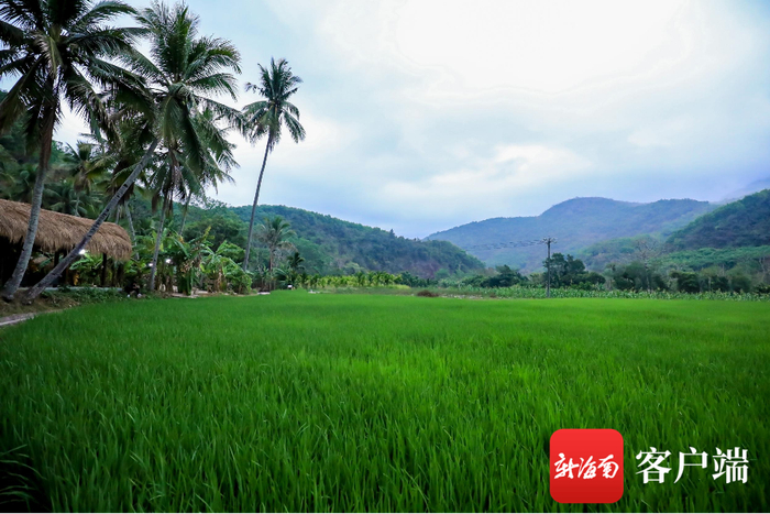 　　洪水村稻田。王下乡政府供图