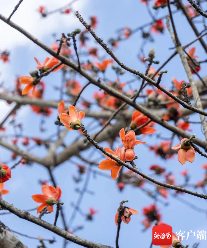 　　昌江的木棉花。昌江旅文局供图