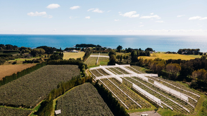 位于新西兰陶朗加的佳沛奇异果果园