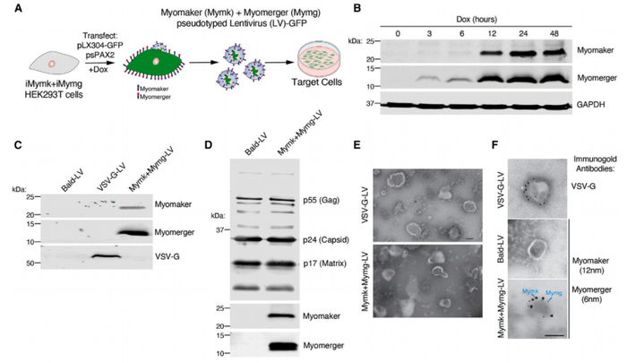 将Myomaker和Myomerger构建到包膜病毒载体上