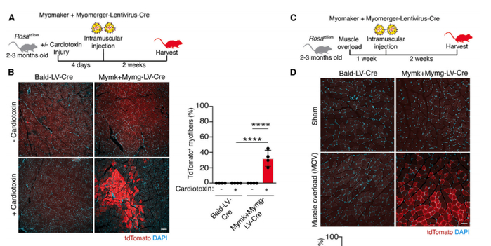 Mymk-Mymg包膜病毒载体在骨骼肌细胞上驱动膜融合