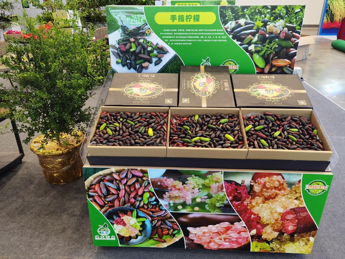 “世界热带水果之窗”基地产的手指柠檬出口海外市场。记者 苏桂除摄