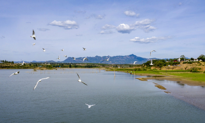 鸟鸣鹊山湖。崔长永摄