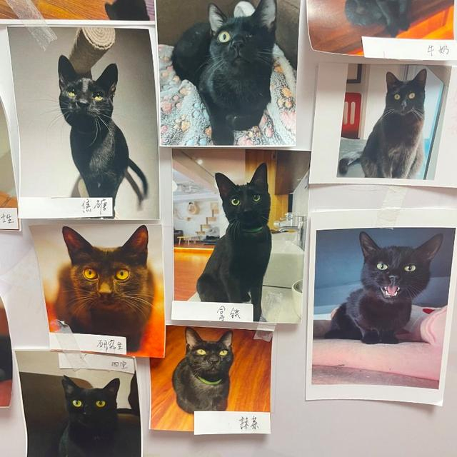 最上面居中的是只有一只眼的柚子。图/九派新闻　周雨禾