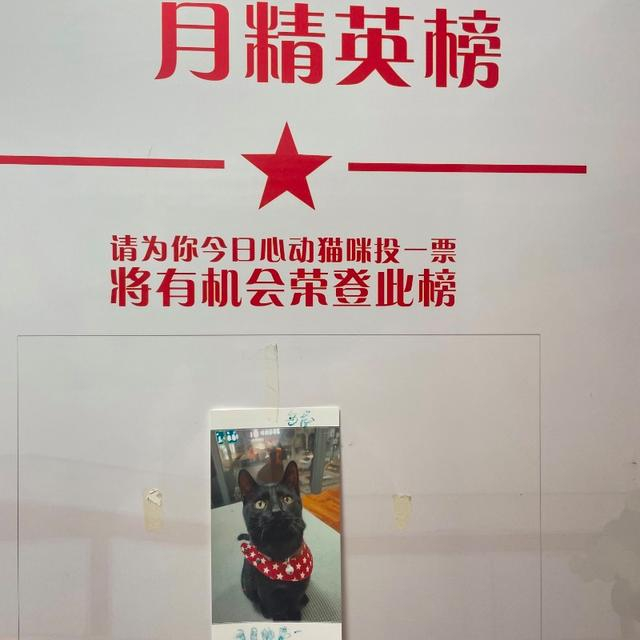 乌龙被评选为2月月精英榜单猫咪。图/九派新闻　周雨禾