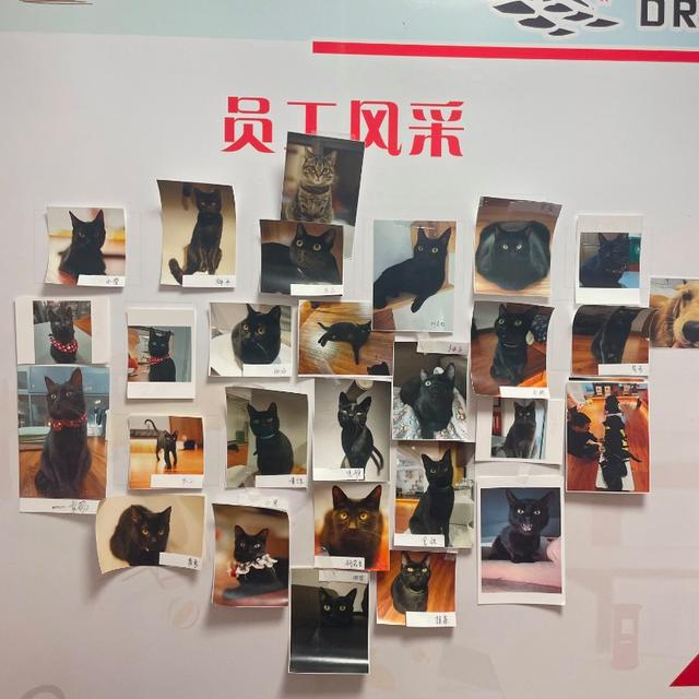 黑猫猫咖员工墙，最上面的狸花猫就是馆长。图/九派新闻　周雨禾