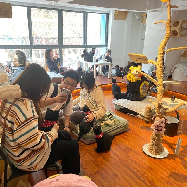 黑猫猫咖。图/九派新闻　周雨禾