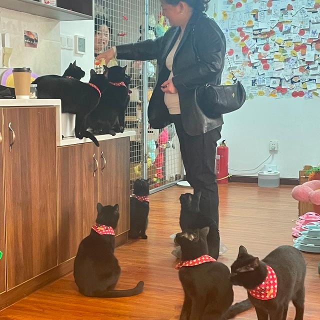 黑猫店员营业中。图/九派新闻　周雨禾