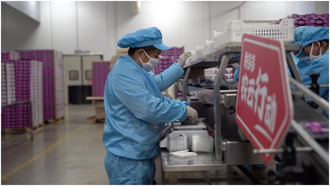 ▲位于云南蒙自的佳沃蓝莓生产车间里，预冷、分拣、质检、打包，标准化操作的工人也多是本地的熟手果农。图｜马斌