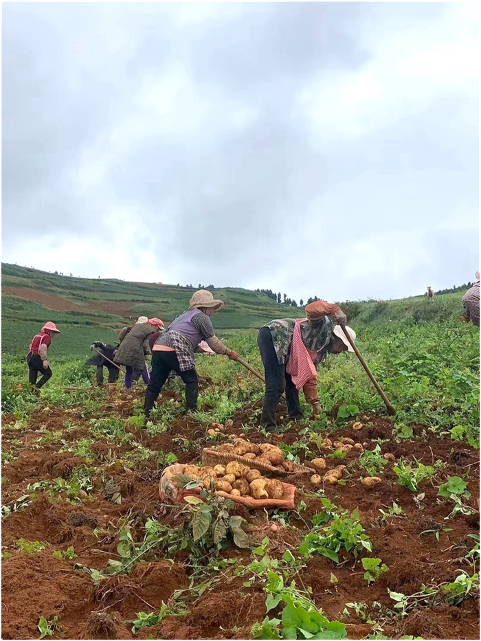 云南土豆为高山露天种植，分为红皮和黄皮两个品种，农户依靠种植土豆增收。绿水青山/摄
