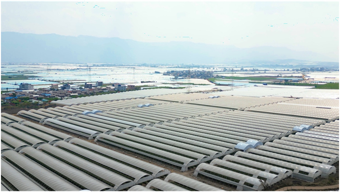 ▲云南的蓝莓种植已进入农业3.0阶段，一个高质量大棚的投入要6到10万，基质栽培，全程标准化。图｜马斌