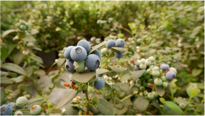 ▲产地直发的新鲜果子口感上好。拼多多“农云行动”倾斜资源，助力消费者实现“蓝莓自由”。图｜马斌