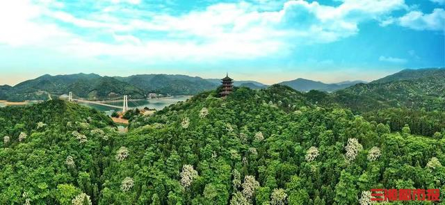 （攸县酒埠江景区桐花盛开。株洲文体广局供图）