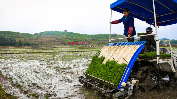 建宁县溪口镇枫元村水稻插秧。（建宁县融媒体中心供图）