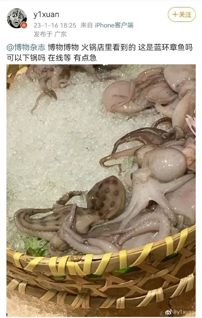 此前网友吃火锅碰到的就是新月豹纹蛸