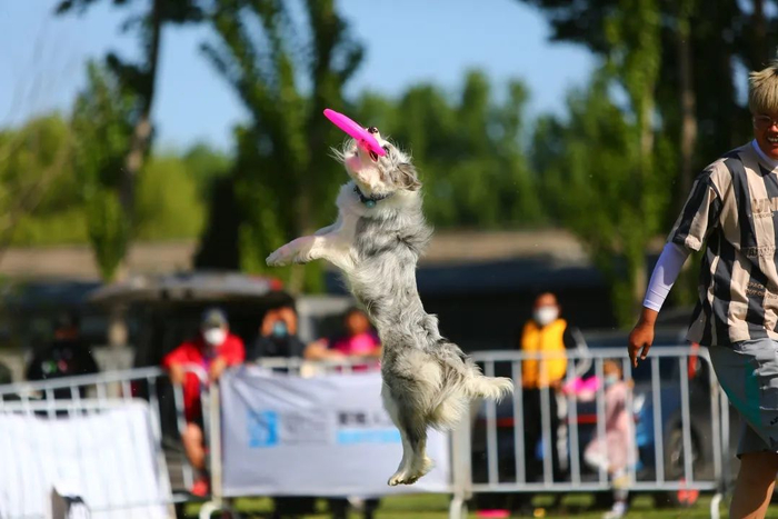 平阳国际宠物赛事活动 平阳县文广旅体局供图