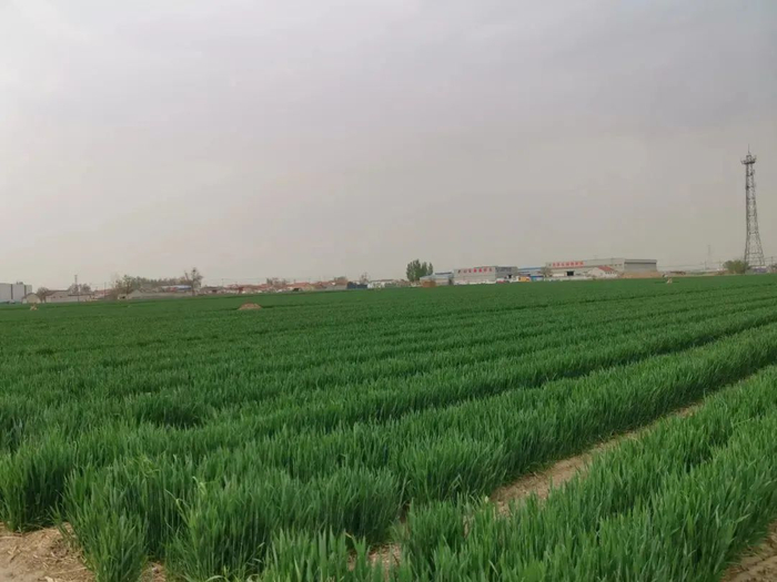 ▲曹王镇后唐村节地生态安葬区