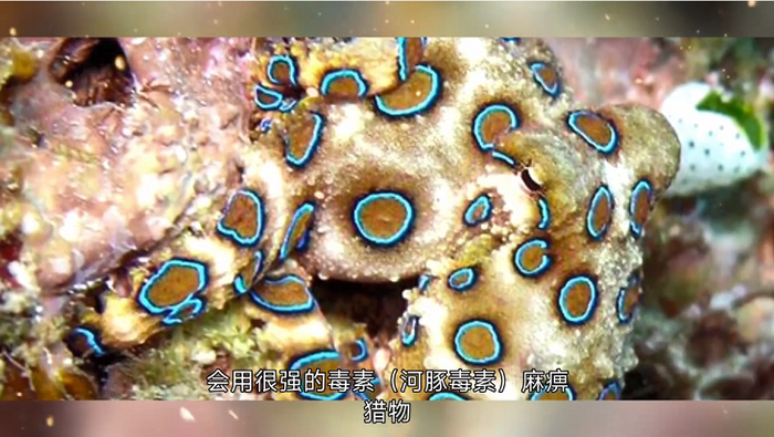 图片来源：视频截图