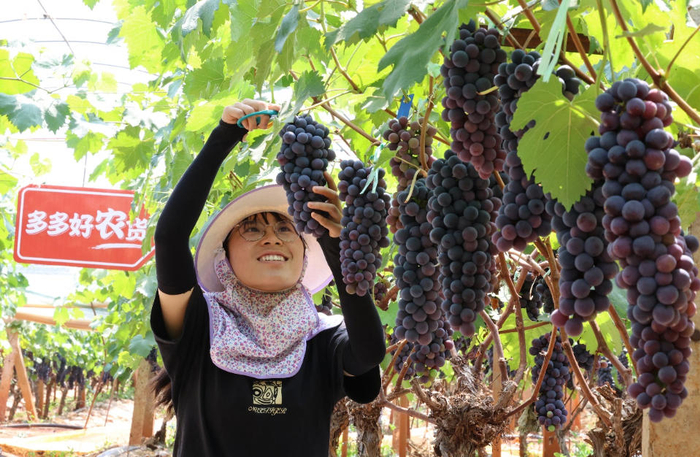 ▲张瑞是“00后”，大学毕业后选择回家乡建水就业，用专业知识管理葡萄基地。