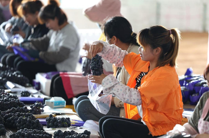 ▲工人在仓库打包装货，为保证葡萄的新鲜完整需采用多层包装。