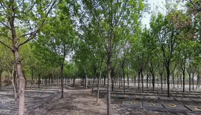 ▲庞家镇高庙李村公墓