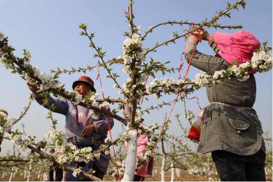王召乡大樱桃基地里果农正在拉枝。 李治齐 摄