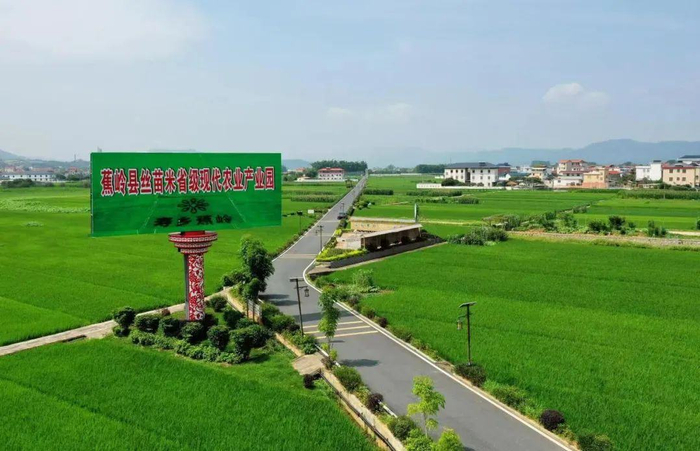 截至2021年底，广东已建有29个省级丝苗米现代农业产业园，其中之一位于蕉岭汪敬淼摄