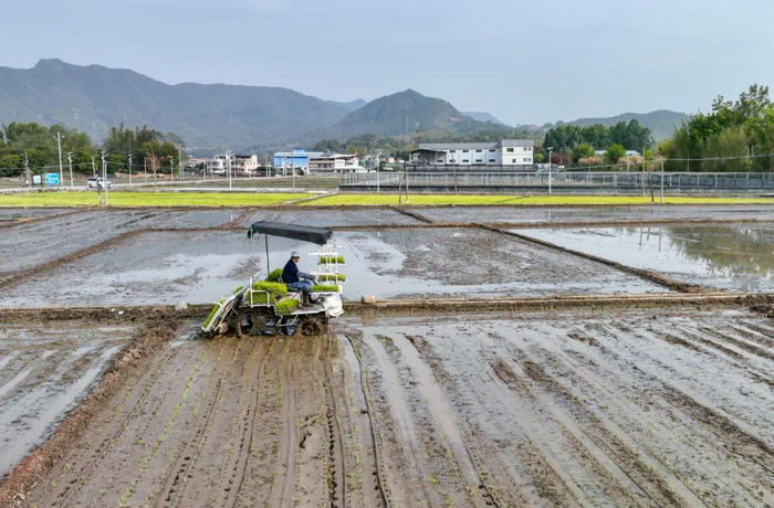 在稻田里从事农业生产的农机手 汪敬淼摄