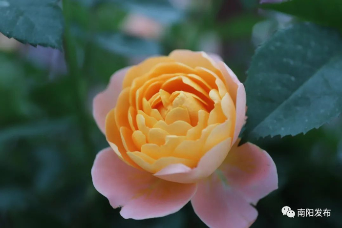 来源：南阳晚报