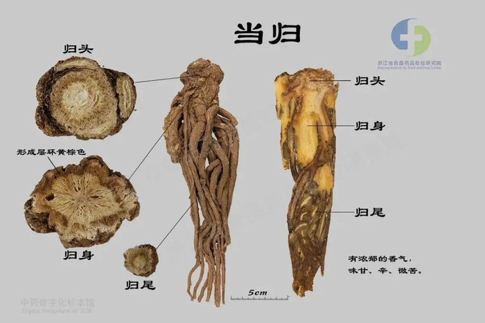 图片来源：浙江中药数字化标本馆