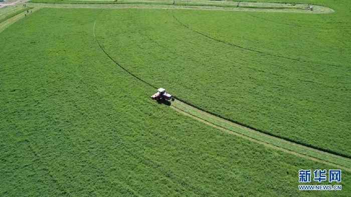 敕勒川生态绿廊种植的苜蓿草。（资料图） 新华网发