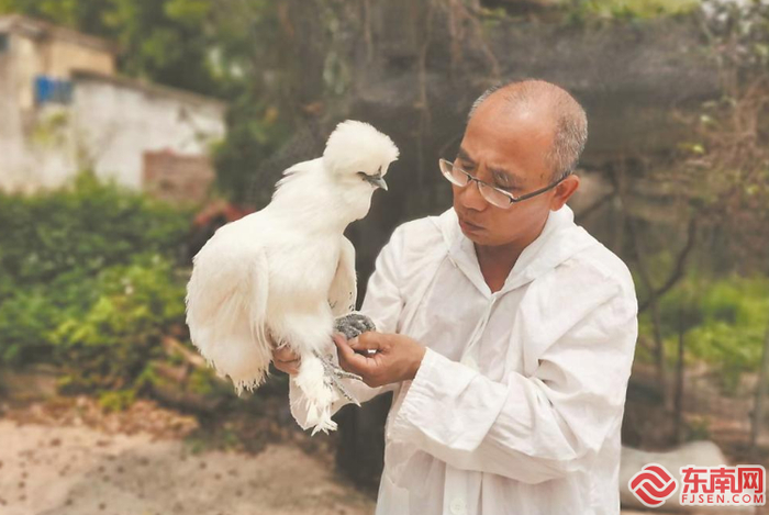 吴剑飞在观察白绒乌骨鸡。