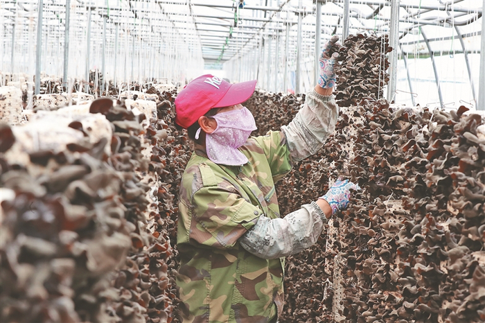     上甘岭林业局公司溪水林场分公司员工在木耳种植大棚采收。