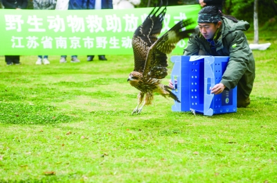 今年“爱鸟周”上，放归了前期救助的黑鸢。南京日报/紫金山新闻记者 段仁虎 摄 