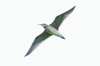 小杓鹬。 菜小花 摄 