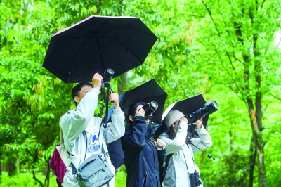 今年的观鸟大赛上，鸟友们兴致勃勃冒雨观鸟。南京日报/紫金山新闻记者 段仁虎 摄  