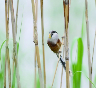 震旦鸦雀。 陈逸 摄 