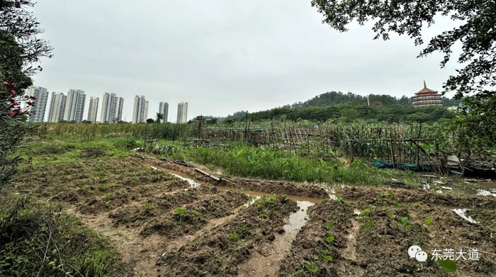 ▲学校地块现状