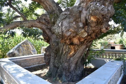 图2青龙板栗王古树