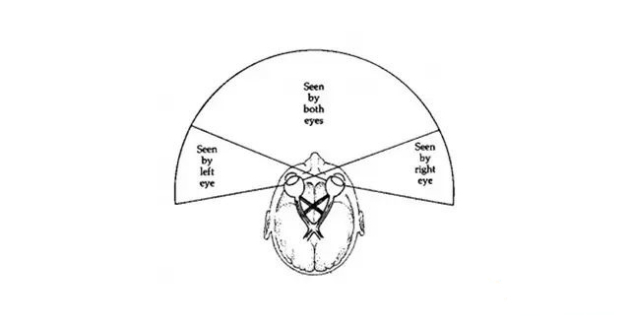 （图片来自网络）
