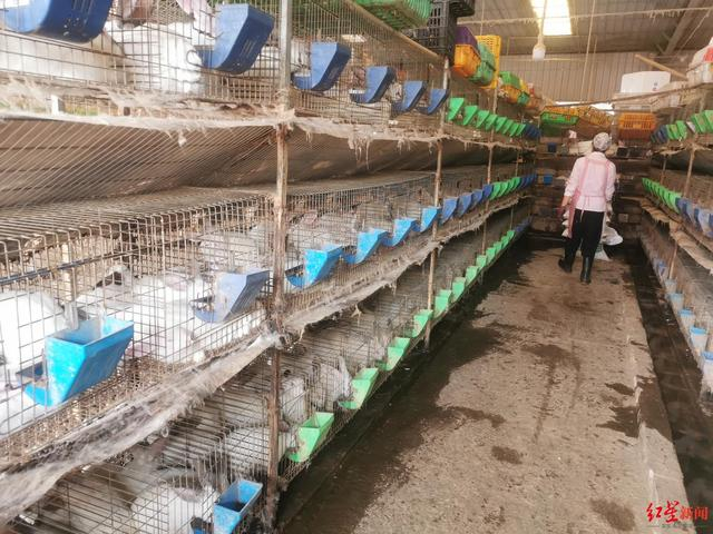 ▲养殖户