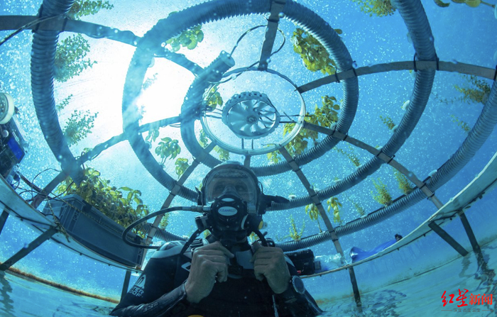 ↑尼莫花园由一系列直径两米左右的悬空、透明、圆顶温室组成