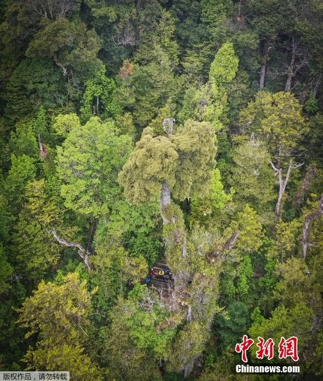 图为阿勒塞科斯特罗国家公园内拍摄的古树远景。