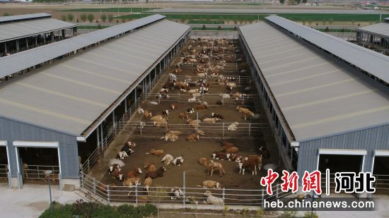 图为“村企联建”的养牛场。 牛春富 摄